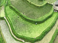 Villagers are working in a terraced field in Tangan village, in Guizhou, China, on June 16, 2024. (