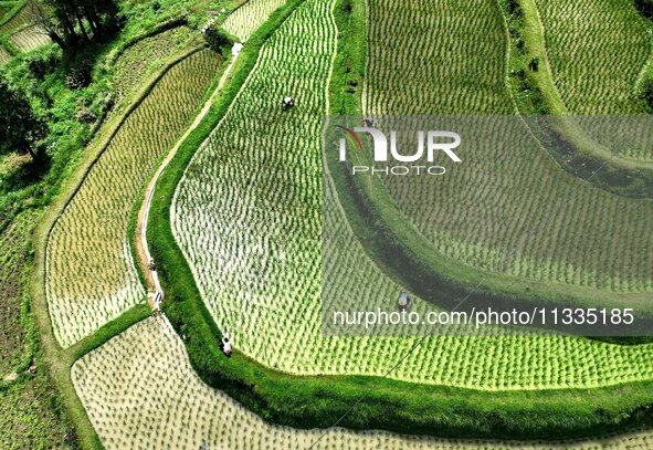 Villagers are working in a terraced field in Tangan village, in Guizhou, China, on June 16, 2024. 