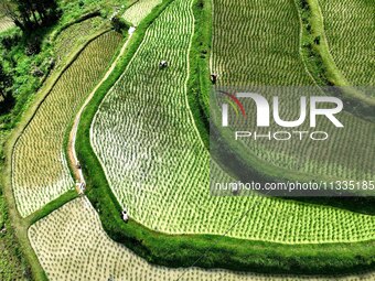 Villagers are working in a terraced field in Tangan village, in Guizhou, China, on June 16, 2024. (