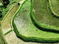 Villagers are working in a terraced field in Tangan village, in Guizhou, China, on June 16, 2024. (