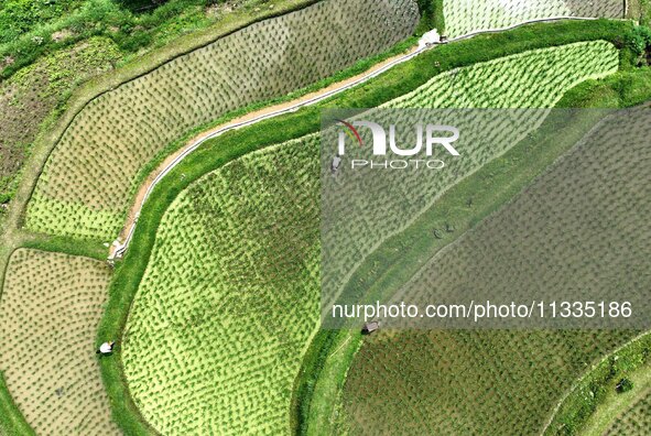 Villagers are working in a terraced field in Tangan village, in Guizhou, China, on June 16, 2024. 