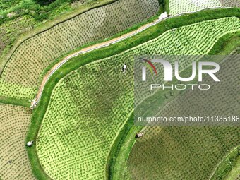 Villagers are working in a terraced field in Tangan village, in Guizhou, China, on June 16, 2024. (