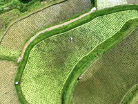 Villagers are working in a terraced field in Tangan village, in Guizhou, China, on June 16, 2024. (