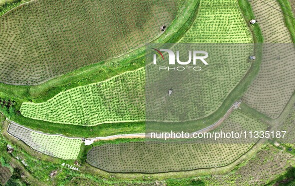 Villagers are working in a terraced field in Tangan village, in Guizhou, China, on June 16, 2024. 