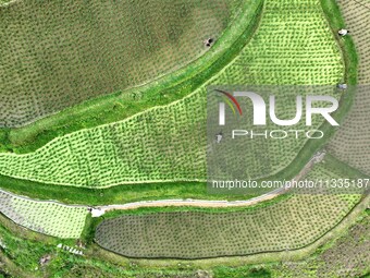 Villagers are working in a terraced field in Tangan village, in Guizhou, China, on June 16, 2024. (