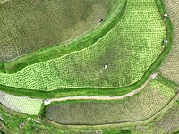 Villagers are working in a terraced field in Tangan village, in Guizhou, China, on June 16, 2024. (