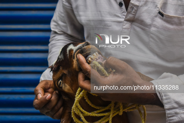 A customer is checking the teeth of a sacrificial goat for sale ahead of Eid al-Adha celebrations on the outskirts of Kolkata, India, on Jun...