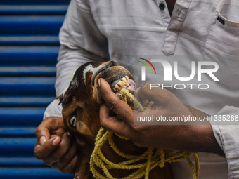 A customer is checking the teeth of a sacrificial goat for sale ahead of Eid al-Adha celebrations on the outskirts of Kolkata, India, on Jun...