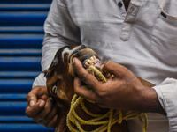 A customer is checking the teeth of a sacrificial goat for sale ahead of Eid al-Adha celebrations on the outskirts of Kolkata, India, on Jun...