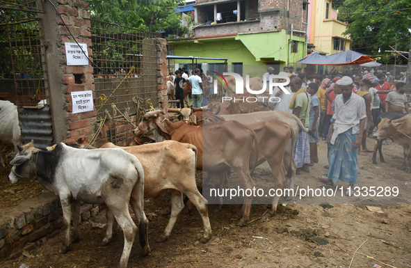 People are selling sacrificial cows inside a cattle market ahead of Eid al-Adha celebrations on the outskirts of Kolkata, India, on June 16,...