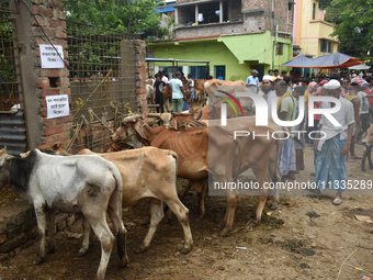 People are selling sacrificial cows inside a cattle market ahead of Eid al-Adha celebrations on the outskirts of Kolkata, India, on June 16,...