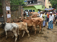 People are selling sacrificial cows inside a cattle market ahead of Eid al-Adha celebrations on the outskirts of Kolkata, India, on June 16,...