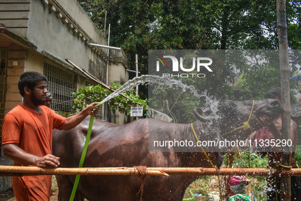 A man is pouring water as he cleans a sacrificial buffalo for sale at a cattle market, ahead of Eid al-Adha celebrations on the outskirts of...