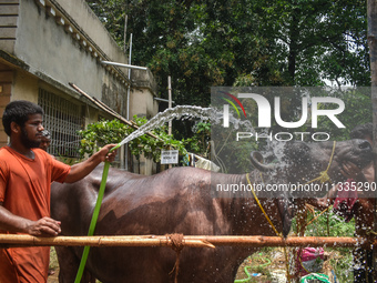 A man is pouring water as he cleans a sacrificial buffalo for sale at a cattle market, ahead of Eid al-Adha celebrations on the outskirts of...