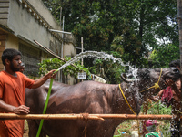 A man is pouring water as he cleans a sacrificial buffalo for sale at a cattle market, ahead of Eid al-Adha celebrations on the outskirts of...