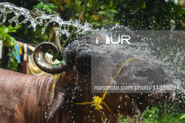 A man is pouring water as he cleans a sacrificial buffalo for sale at a cattle market, ahead of Eid al-Adha celebrations on the outskirts of...