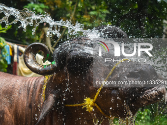 A man is pouring water as he cleans a sacrificial buffalo for sale at a cattle market, ahead of Eid al-Adha celebrations on the outskirts of...