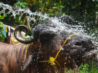 A man is pouring water as he cleans a sacrificial buffalo for sale at a cattle market, ahead of Eid al-Adha celebrations on the outskirts of...