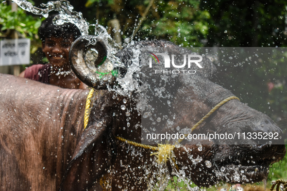 A man is pouring water on a sacrificial buffalo at a cattle market on a hot summer day, ahead of Eid al-Adha celebrations on the outskirts o...