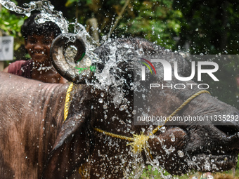 A man is pouring water on a sacrificial buffalo at a cattle market on a hot summer day, ahead of Eid al-Adha celebrations on the outskirts o...