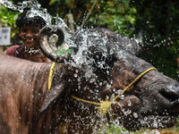 A man is pouring water on a sacrificial buffalo at a cattle market on a hot summer day, ahead of Eid al-Adha celebrations on the outskirts o...