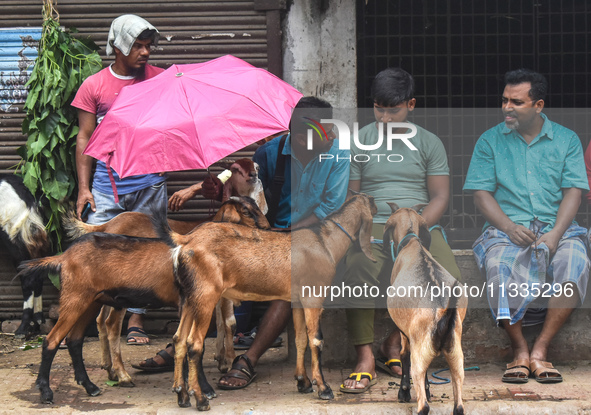 A person is holding an umbrella over a sacrificial goat on a hot summer day in a cattle market, ahead of Eid al-Adha celebrations on the out...