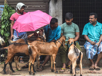 A person is holding an umbrella over a sacrificial goat on a hot summer day in a cattle market, ahead of Eid al-Adha celebrations on the out...