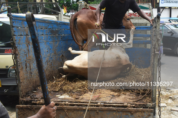 People are loading a sacrificial cow onto a truck outside a cattle market, ahead of Eid al-Adha celebrations, on the outskirts of Kolkata, I...