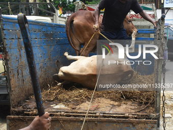 People are loading a sacrificial cow onto a truck outside a cattle market, ahead of Eid al-Adha celebrations, on the outskirts of Kolkata, I...