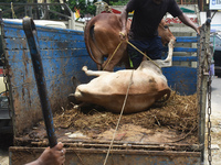 People are loading a sacrificial cow onto a truck outside a cattle market, ahead of Eid al-Adha celebrations, on the outskirts of Kolkata, I...