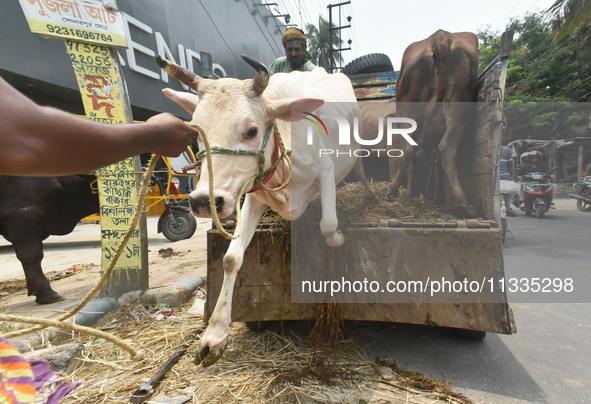 A sacrificial cow is being offloaded from a truck at a cattle market ahead of Eid al-Adha celebrations on the outskirts of Kolkata, India, o...