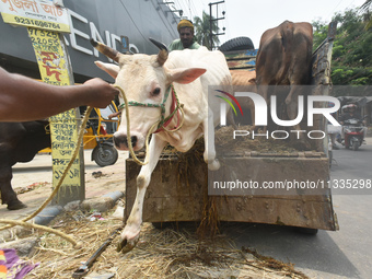 A sacrificial cow is being offloaded from a truck at a cattle market ahead of Eid al-Adha celebrations on the outskirts of Kolkata, India, o...