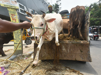 A sacrificial cow is being offloaded from a truck at a cattle market ahead of Eid al-Adha celebrations on the outskirts of Kolkata, India, o...