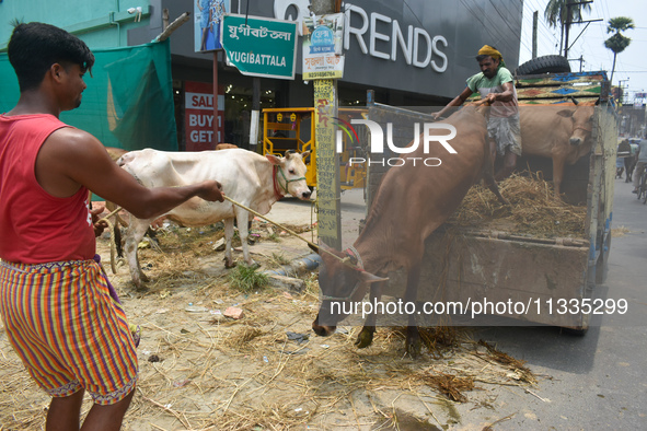 A sacrificial cow is being offloaded from a truck at a cattle market ahead of Eid al-Adha celebrations on the outskirts of Kolkata, India, o...