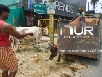 A sacrificial cow is being offloaded from a truck at a cattle market ahead of Eid al-Adha celebrations on the outskirts of Kolkata, India, o...