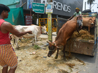 A sacrificial cow is being offloaded from a truck at a cattle market ahead of Eid al-Adha celebrations on the outskirts of Kolkata, India, o...