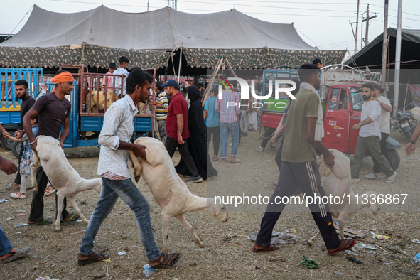 People are walking with their sacrificial sheep at a livestock market ahead of Eid ul Adha in Srinagar, Indian Administered Kashmir, on June...