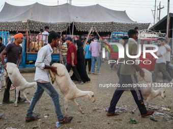 People are walking with their sacrificial sheep at a livestock market ahead of Eid ul Adha in Srinagar, Indian Administered Kashmir, on June...