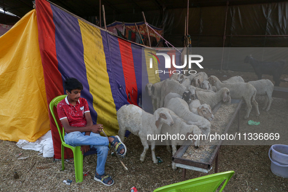 A boy is waiting for customers at a livestock marketplace ahead of Eid ul Adha in Srinagar, Indian Administered Kashmir, on June 15, 2024. 