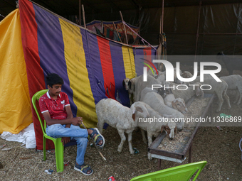 A boy is waiting for customers at a livestock marketplace ahead of Eid ul Adha in Srinagar, Indian Administered Kashmir, on June 15, 2024. (