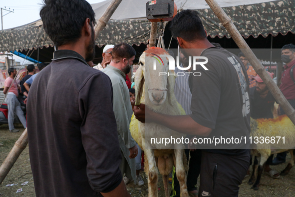 A sacrificial sheep is being weighed at a livestock marketplace ahead of Eid ul Adha in Srinagar, Indian Administered Kashmir, on June 15, 2...