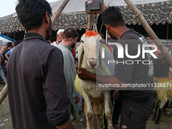 A sacrificial sheep is being weighed at a livestock marketplace ahead of Eid ul Adha in Srinagar, Indian Administered Kashmir, on June 15, 2...