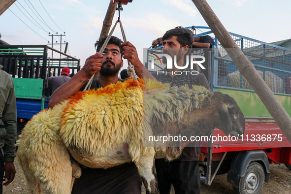 A sacrificial sheep is being weighed at a livestock marketplace ahead of Eid ul Adha in Srinagar, Indian Administered Kashmir, on June 15, 2...