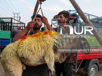 A sacrificial sheep is being weighed at a livestock marketplace ahead of Eid ul Adha in Srinagar, Indian Administered Kashmir, on June 15, 2...