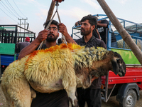 A sacrificial sheep is being weighed at a livestock marketplace ahead of Eid ul Adha in Srinagar, Indian Administered Kashmir, on June 15, 2...