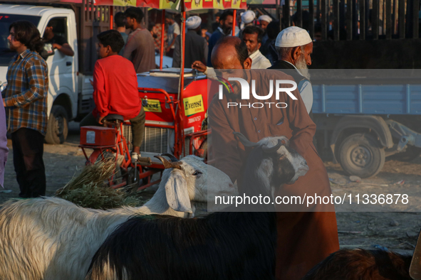 A trader is holding his goat at a livestock marketplace ahead of Eid ul Adha in Srinagar, Indian Administered Kashmir, on June 15, 2024. 