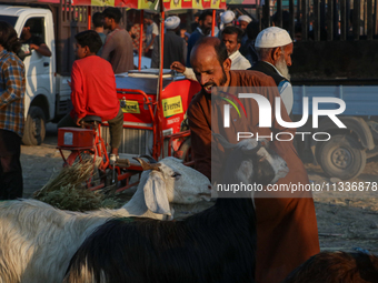 A trader is holding his goat at a livestock marketplace ahead of Eid ul Adha in Srinagar, Indian Administered Kashmir, on June 15, 2024. (