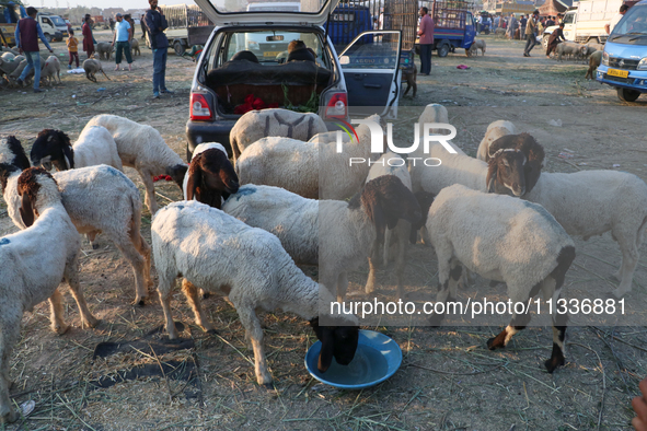 Sheep are grazing at a livestock marketplace ahead of Eid ul Adha in Srinagar, Indian Administered Kashmir, on June 15, 2024. 