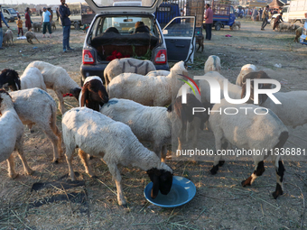 Sheep are grazing at a livestock marketplace ahead of Eid ul Adha in Srinagar, Indian Administered Kashmir, on June 15, 2024. (