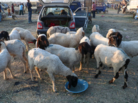 Sheep are grazing at a livestock marketplace ahead of Eid ul Adha in Srinagar, Indian Administered Kashmir, on June 15, 2024. (